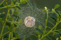 L'Argiope frelon ou Argiope fascie. Cocon (Araneae - Araneidae - Argiope bruennichi)
